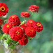 Zinnia Oklahoma Scarlet Red Seeds
