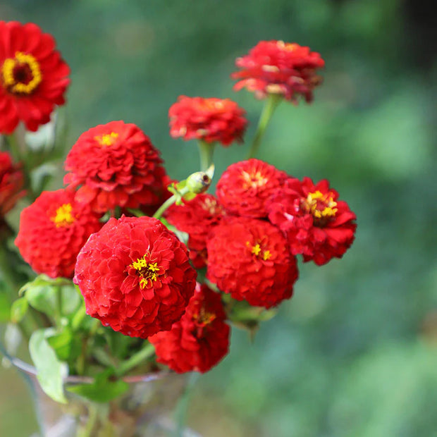 Zinnia Oklahoma Scarlet Red Seeds