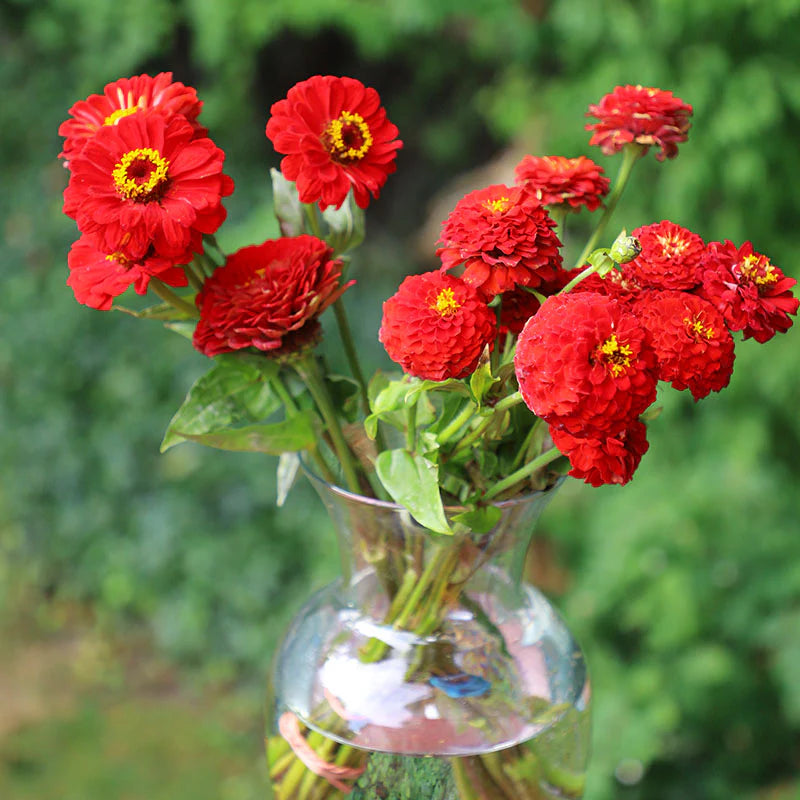 Zinnia Oklahoma Scarlet Red Seeds