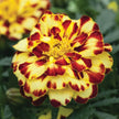 Marigold Alumia DT Creme Brulee Seeds