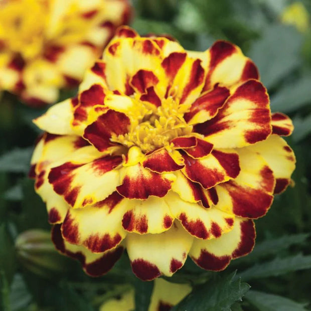 Marigold Alumia DT Creme Brulee Seeds