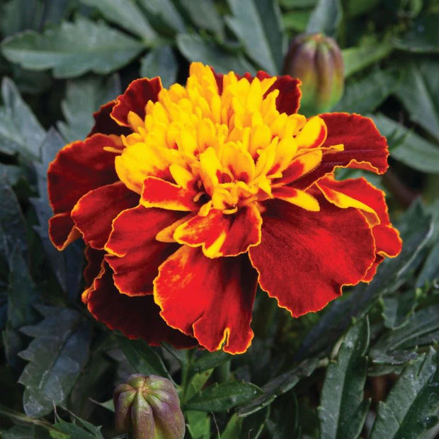 Heirloom Marigold Happy Spry Seeds