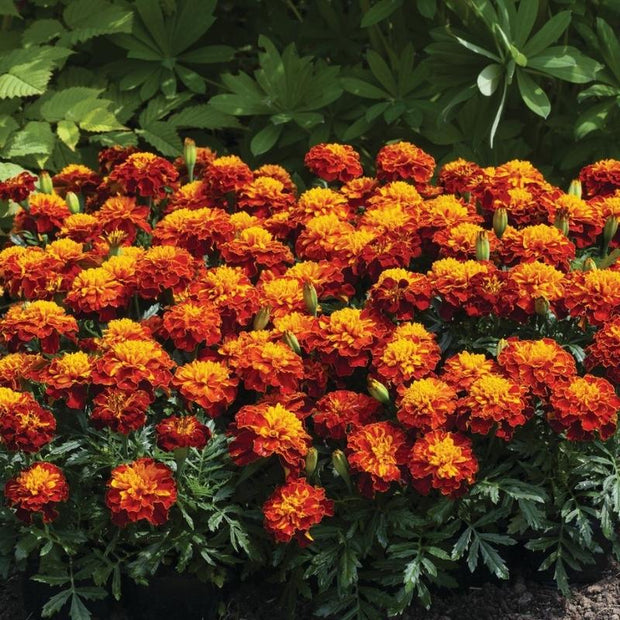 Heirloom Marigold Happy Spry Seeds