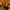 New World Fireball Heirloom Marigold Seeds