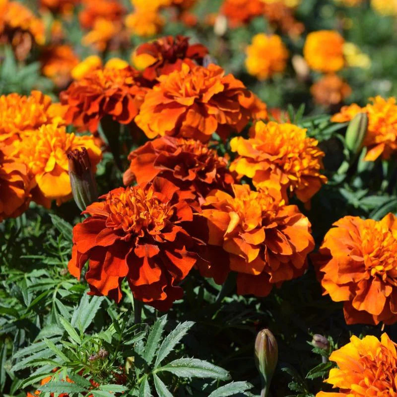 New World Fireball Heirloom Marigold Seeds