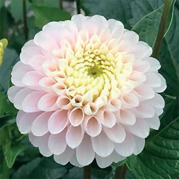 Dahlia Wizard Of Oz Tubers