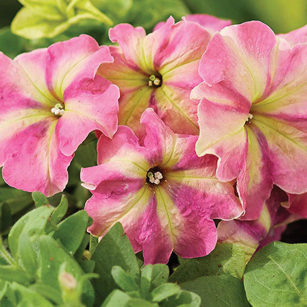 Petunia Shake Strawberry Petunia Seeds