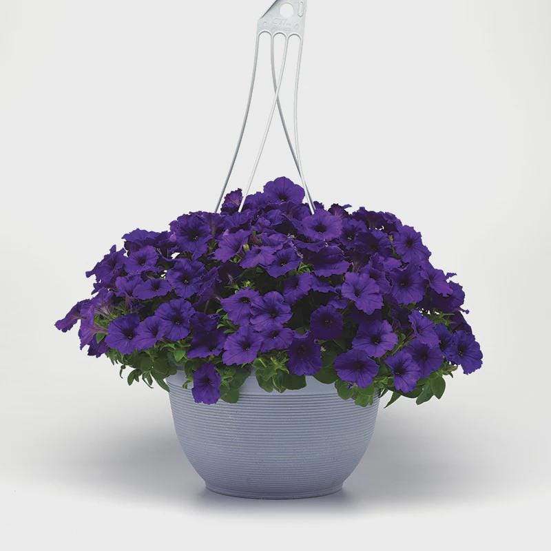 Petunia E3 Easy Wave Blue Seeds