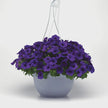 Petunia E3 Easy Wave Blue Seeds