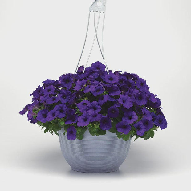 Petunia E3 Easy Wave Blue Seeds