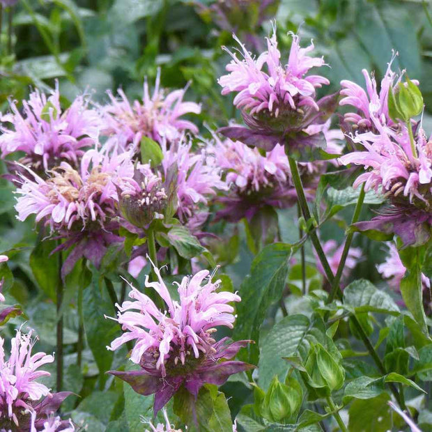 Monarda Fistulosa Seeds - Wild Bergamot Mintleaf Bee balm