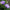 Aster Seeds Hazaster Hagan Light Blue China Aster Seed