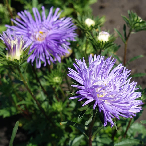 Aster Seeds Hazaster Hagan Light Blue China Aster Seed