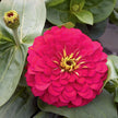 Magellan Mix  Zinnia Seeds