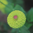 Queeny  Zinnia Seed Queeny Lime with Blush Zinnia Seed