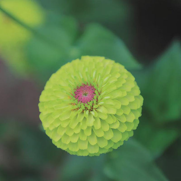 Queeny  Zinnia Seed Queeny Lime with Blush Zinnia Seed