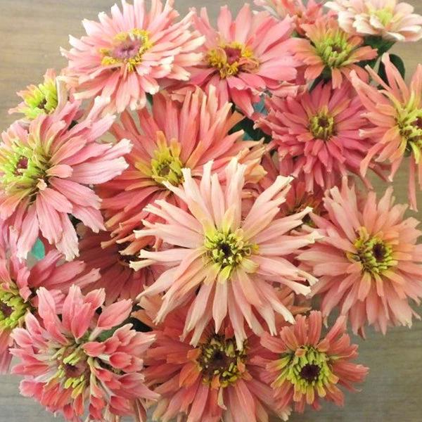 Giant Cactus PINK  Zinnias Seeds