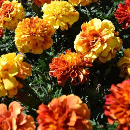 Heirloom Marigold New World Strawberry Blonde Seed