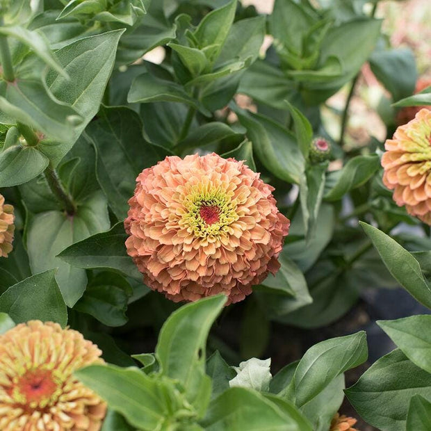 Queeny Mix Zinnia Seed