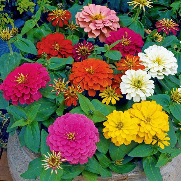 Magellan Mix  Zinnia Seeds
