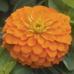 Magellan Mix  Zinnia Seeds