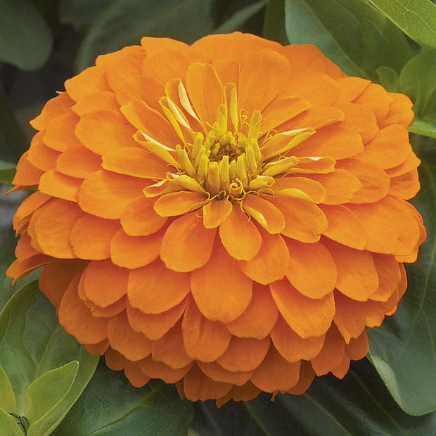 Magellan Mix  Zinnia Seeds