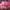 Benary's Giant Bright Pink  Zinnia Seeds