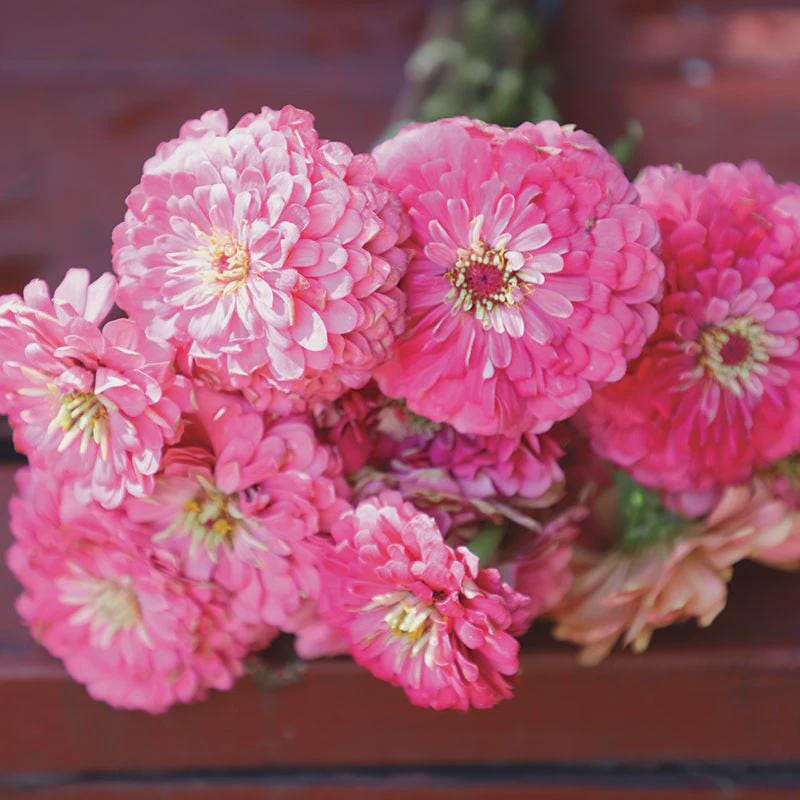 Benary's Giant Bright Pink  Zinnia Seeds