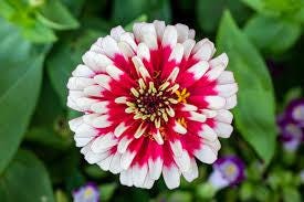 Zinnia Ice Queen Seeds