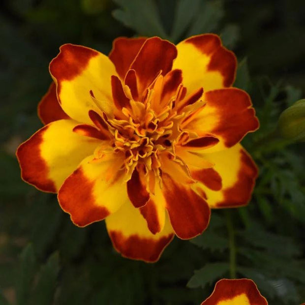 Marigold Flamenco Seeds