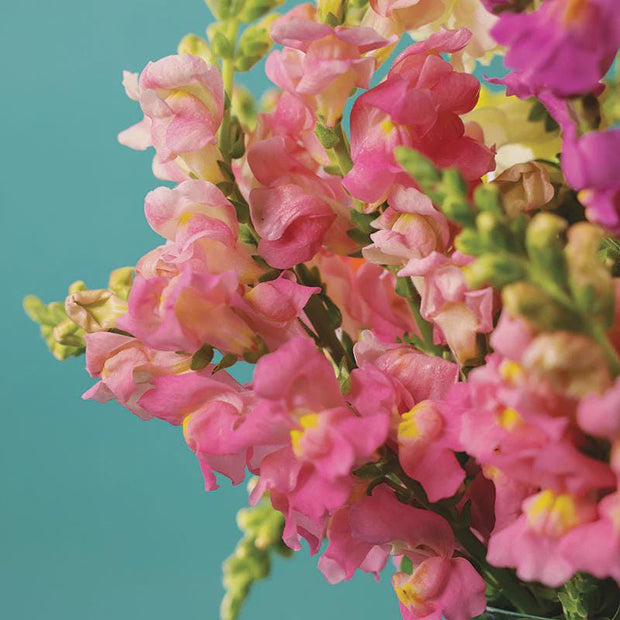 Snapdragon Rocket Pink Seed