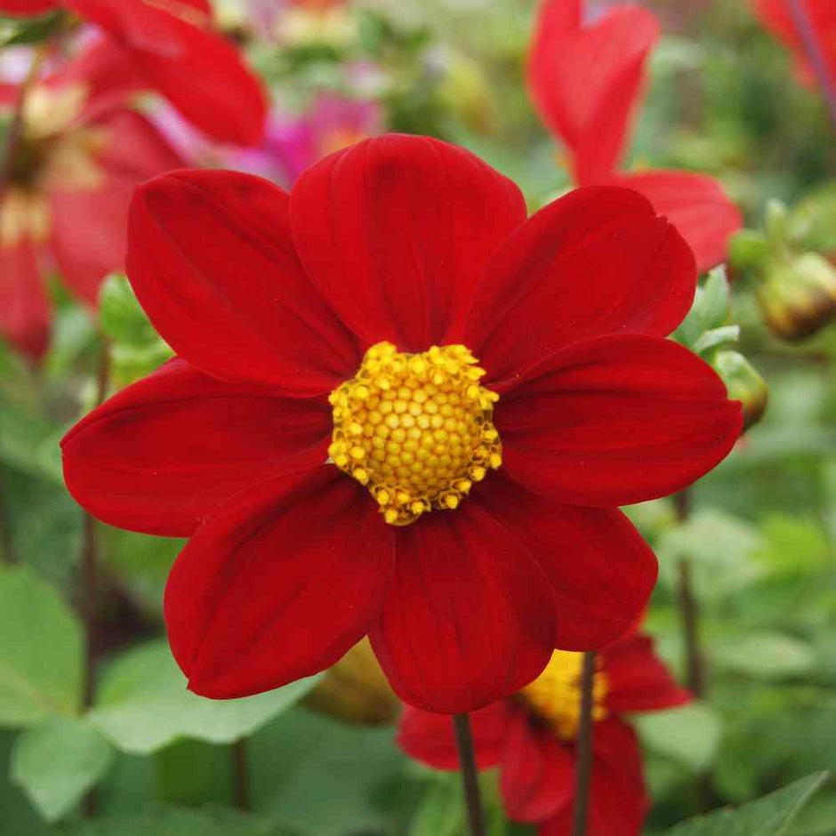 Dahlia Seeds  Mignon Mix