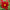 Dahlia Seeds  Mignon Mix