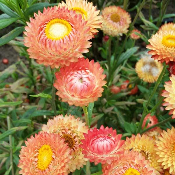 Apricot/Peach Mix Organic Strawflower Seed