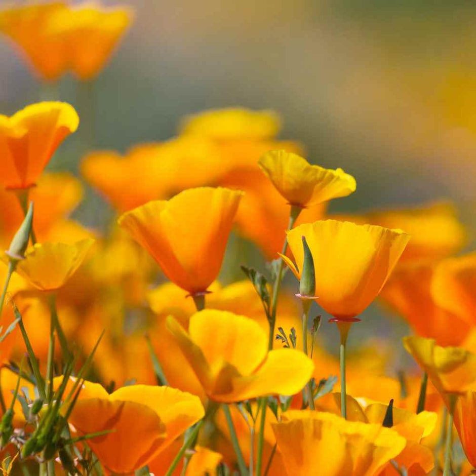 Poppy Seeds -California Poppy Seeds