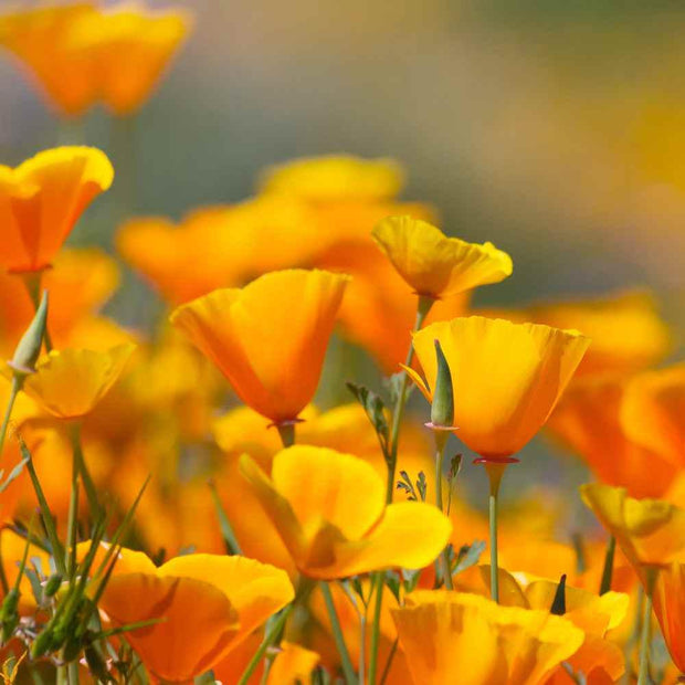 Poppy Seeds -California Poppy Seeds