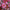 Bulk Pink Flower Seeds Best gift for gardening lovers