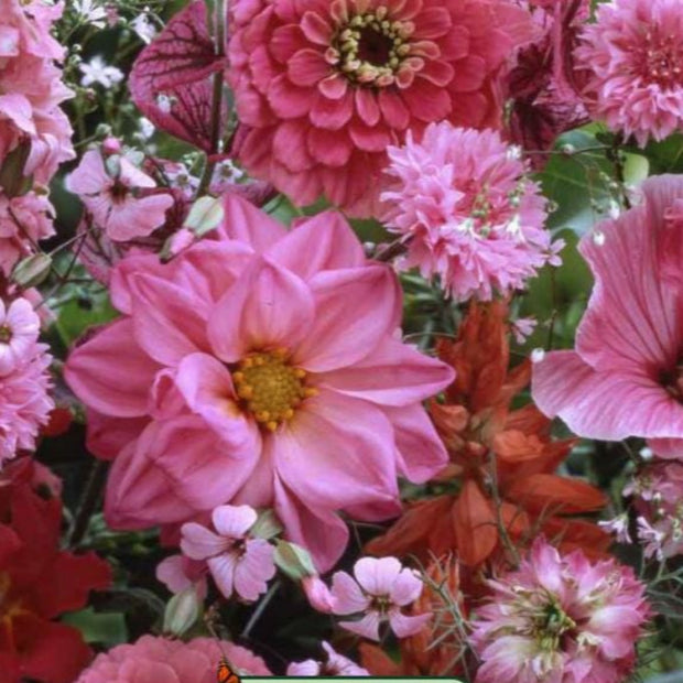 Bulk Pink Flower Seeds Best gift for gardening lovers