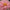 Giant Cactus PINK  Zinnias Seeds