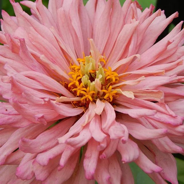 Giant Cactus PINK  Zinnias Seeds