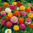Lilliput Zinnia mix  Zinnia Seed