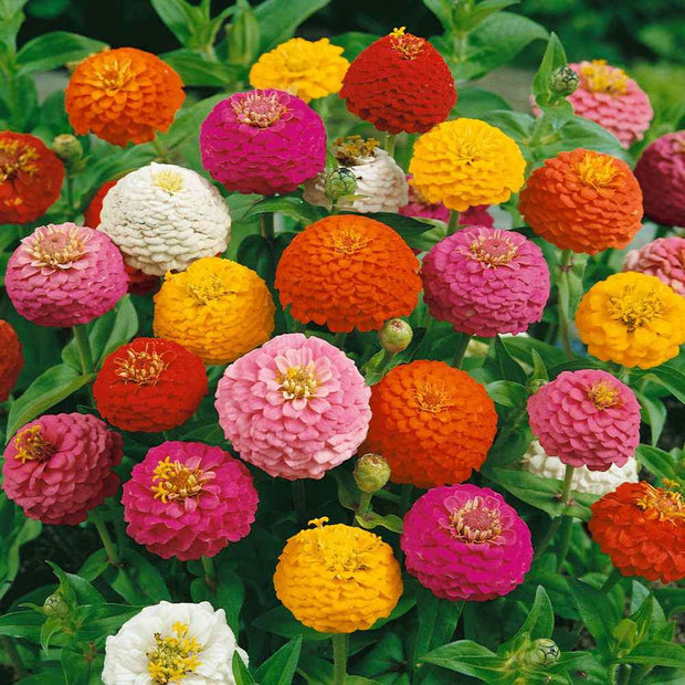 Lilliput Zinnia mix  Zinnia Seed