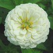 Benary's Giant White Zinnia Seeds