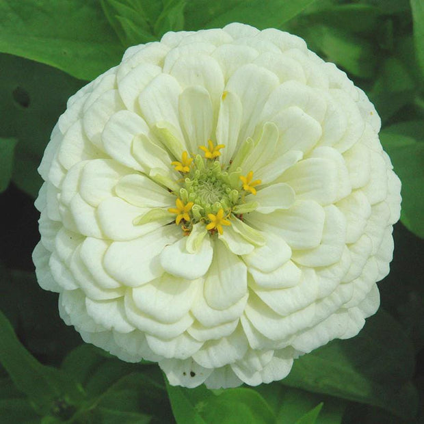 Benary's Giant White Zinnia Seeds