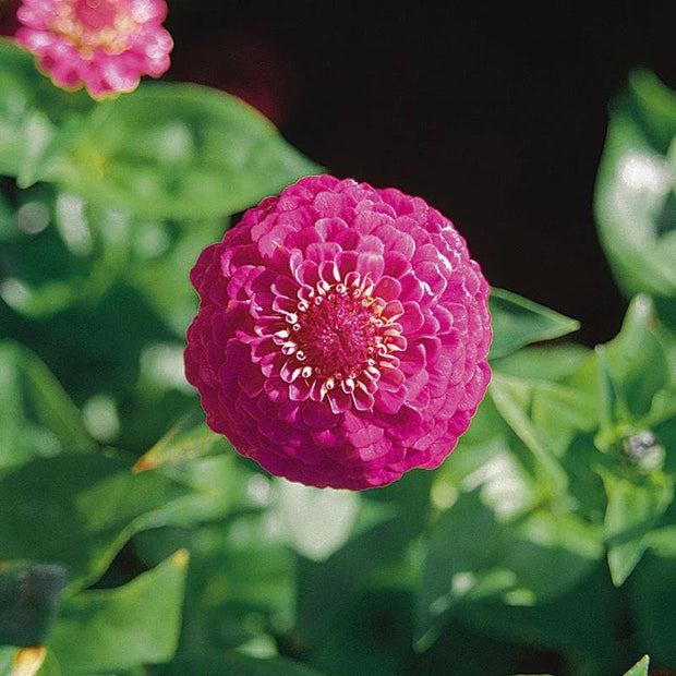 Zinnia Oklahoma Carmine Seeds