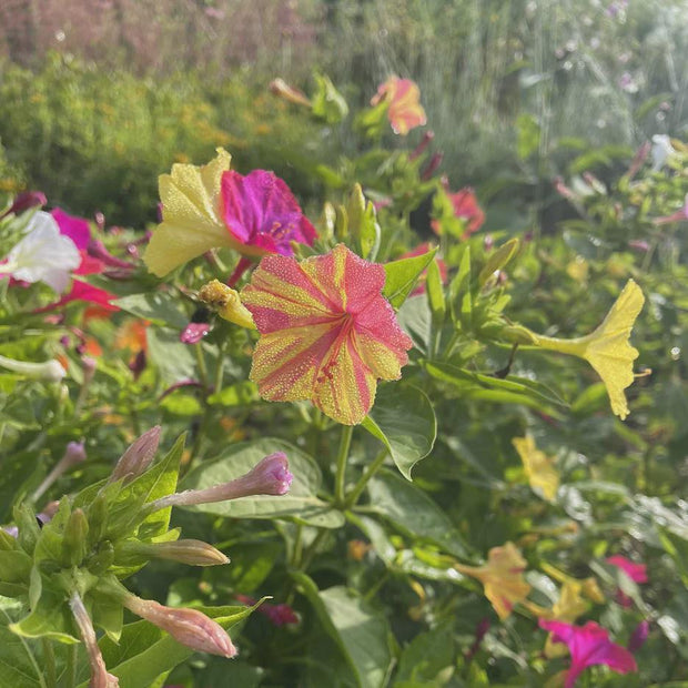 Heirloom Broken Colors Four O' Clocks Seeds