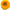 Teddy Bear Sunflower Seeds - Flower Seeds, Dwarf Sunflower,