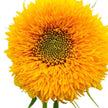Teddy Bear Sunflower Seeds - Flower Seeds, Dwarf Sunflower,