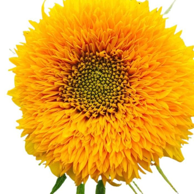 Teddy Bear Sunflower Seeds - Flower Seeds, Dwarf Sunflower,
