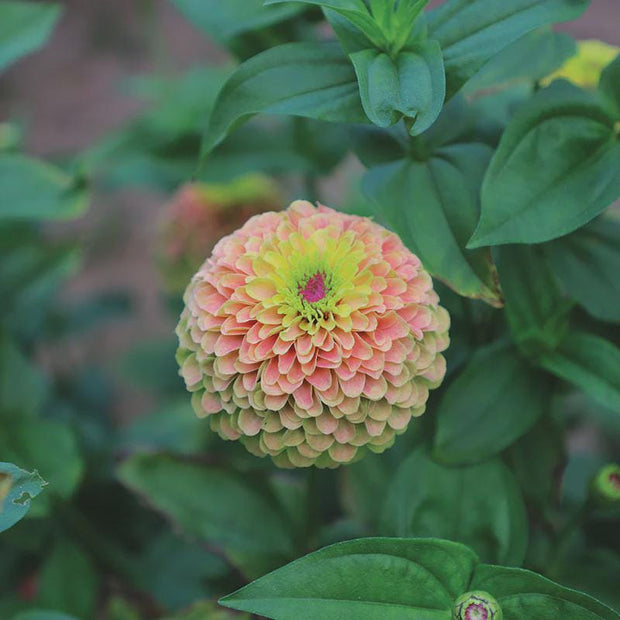 Queeny  Zinnia Seed Queeny Lime with Blush Zinnia Seed
